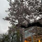 ヒメ日記 2026/03/31 19:33 投稿 なな 五反田・品川おかあさん