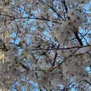 なな ありがとうございます🌸 五反田・品川おかあさん