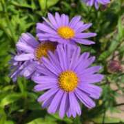 ヒメ日記 2025/02/11 17:35 投稿 ゆきの 横浜おかあさん