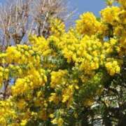 ヒメ日記 2025/03/11 06:35 投稿 ゆきの 横浜おかあさん