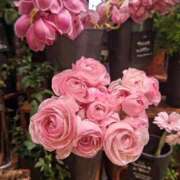 ヒメ日記 2025/03/20 08:12 投稿 ゆきの 横浜おかあさん