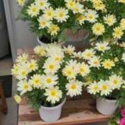 ヒメ日記 2025/03/20 10:55 投稿 ゆきの 横浜おかあさん