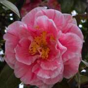 ヒメ日記 2025/03/24 19:25 投稿 ゆきの 横浜おかあさん