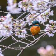 ヒメ日記 2025/04/07 07:35 投稿 ゆきの 横浜おかあさん