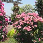 ヒメ日記 2025/05/22 08:25 投稿 ゆきの 横浜おかあさん