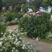 ヒメ日記 2025/05/23 06:25 投稿 ゆきの 横浜おかあさん