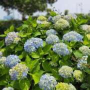 ヒメ日記 2025/05/28 09:25 投稿 ゆきの 横浜おかあさん