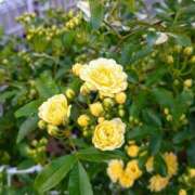 ヒメ日記 2025/06/02 22:25 投稿 ゆきの 横浜おかあさん