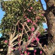 ヒメ日記 2026/02/06 20:45 投稿 ゆきの 横浜おかあさん