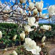 ヒメ日記 2026/03/19 10:55 投稿 ゆきの 横浜おかあさん