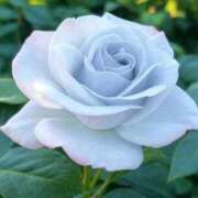 ヒメ日記 2026/04/11 06:55 投稿 ゆきの 横浜おかあさん