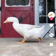 ヒメ日記 2024/12/22 21:01 投稿 すずか 愛知弥富ちゃんこ