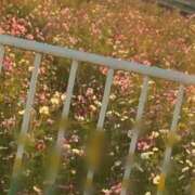 ヒメ日記 2025/12/06 23:26 投稿 すずか 愛知弥富ちゃんこ