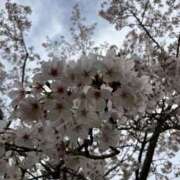 ヒメ日記 2026/04/06 15:11 投稿 すずか 愛知弥富ちゃんこ