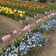 ヒメ日記 2025/04/22 20:44 投稿 みこ ぷるるん小町 京橋店