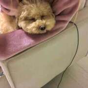 ヒメ日記 2025/01/08 13:44 投稿 戸隠よかぜ ウルトラプラチナム