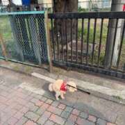 ヒメ日記 2025/03/27 12:01 投稿 戸隠よかぜ ウルトラプラチナム