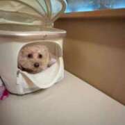 ヒメ日記 2025/04/04 22:01 投稿 戸隠よかぜ ウルトラプラチナム