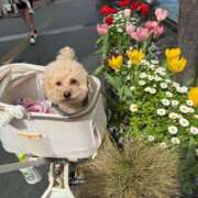 ヒメ日記 2025/04/07 20:55 投稿 戸隠よかぜ ウルトラプラチナム