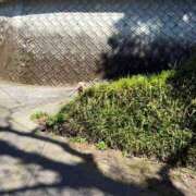 ヒメ日記 2025/04/11 20:31 投稿 戸隠よかぜ ウルトラプラチナム