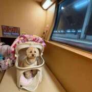 ヒメ日記 2025/04/16 13:41 投稿 戸隠よかぜ ウルトラプラチナム