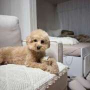 ヒメ日記 2025/04/27 17:32 投稿 戸隠よかぜ ウルトラプラチナム