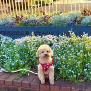 ヒメ日記 2025/05/01 18:53 投稿 戸隠よかぜ ウルトラプラチナム