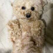 ヒメ日記 2025/05/28 13:51 投稿 戸隠よかぜ ウルトラプラチナム