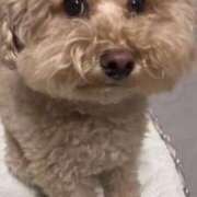 ヒメ日記 2025/08/13 00:01 投稿 戸隠よかぜ ウルトラプラチナム