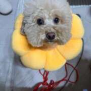 ヒメ日記 2025/09/02 15:33 投稿 戸隠よかぜ ウルトラプラチナム