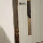 ヒメ日記 2025/10/12 19:35 投稿 戸隠よかぜ ウルトラプラチナム