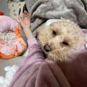 ヒメ日記 2025/11/09 14:05 投稿 戸隠よかぜ ウルトラプラチナム