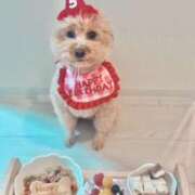 戸隠よかぜ 今日のわんこ ウルトラプラチナム