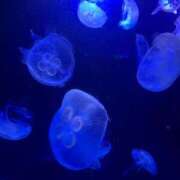 紗友里 女の子が……(´；ω；｀)💓 Arrest（アレスト）