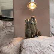 ヒメ日記 2025/08/11 05:13 投稿 りる VIP