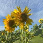 ヒメ日記 2025/09/22 12:19 投稿 すい 隙のあるエステ