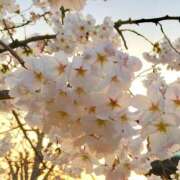 ヒメ日記 2025/04/14 14:29 投稿 ★天空の花嫁★ Cinderella Collection(シンデレラコレクション)