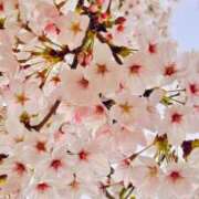 ヒメ日記 2025/04/15 14:59 投稿 ★天空の花嫁★ Cinderella Collection(シンデレラコレクション)