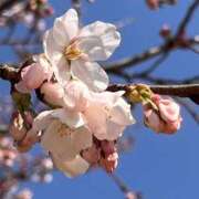 ヒメ日記 2025/04/16 12:59 投稿 ★天空の花嫁★ Cinderella Collection(シンデレラコレクション)