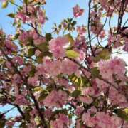 ヒメ日記 2025/04/18 13:05 投稿 ★天空の花嫁★ Cinderella Collection(シンデレラコレクション)