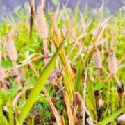 ヒメ日記 2025/04/21 14:13 投稿 ★天空の花嫁★ Cinderella Collection(シンデレラコレクション)