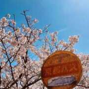 ヒメ日記 2025/04/23 14:49 投稿 ★天空の花嫁★ Cinderella Collection(シンデレラコレクション)