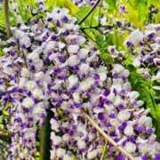 ヒメ日記 2025/05/15 12:55 投稿 ★天空の花嫁★ Cinderella Collection(シンデレラコレクション)