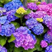 ヒメ日記 2025/05/23 14:56 投稿 ★天空の花嫁★ Cinderella Collection(シンデレラコレクション)