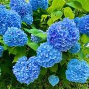 ヒメ日記 2025/06/09 14:26 投稿 ★天空の花嫁★ Cinderella Collection(シンデレラコレクション)