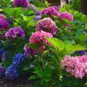 ヒメ日記 2025/06/13 15:16 投稿 ★天空の花嫁★ Cinderella Collection(シンデレラコレクション)