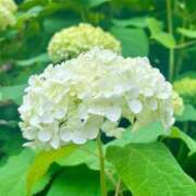 ヒメ日記 2025/06/17 13:06 投稿 ★天空の花嫁★ Cinderella Collection(シンデレラコレクション)