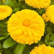 ヒメ日記 2025/07/02 15:06 投稿 ★天空の花嫁★ Cinderella Collection(シンデレラコレクション)