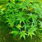 ヒメ日記 2025/07/04 14:56 投稿 ★天空の花嫁★ Cinderella Collection(シンデレラコレクション)