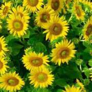 ヒメ日記 2025/07/11 14:56 投稿 ★天空の花嫁★ Cinderella Collection(シンデレラコレクション)